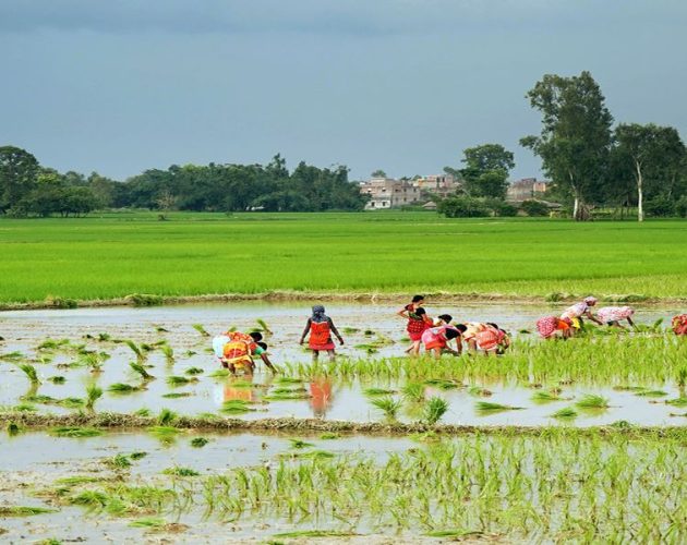 देशभर ९८.५ प्रतिशत रोपाइँ सम्पन्न