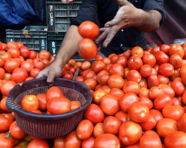 बिर्तामोडको कृषि थोक बजारमा विक्रीका लागि ल्याइएको गोलभेँडामा अत्यधिक विषादी भएको पुष्टि