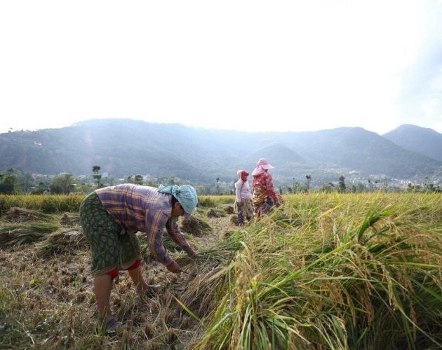 धान काटिसकेपछि माटो परीक्षण गर्न नेपाल कृषि अनुसन्धान परिषद्को सुझाव