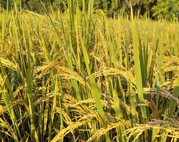 कोशी प्रदेशमा गत वर्षभन्दा यस वर्ष धान उत्पादनमा वृद्धि