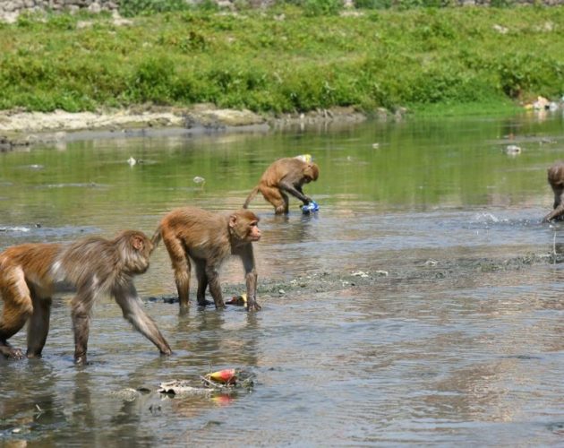 जंगली रातो बाँदर पहिलो पटक कृषि हानिकारक वन्यजन्तु घोषणा